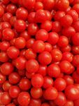 红色小番茄 西红柿 圣女果 