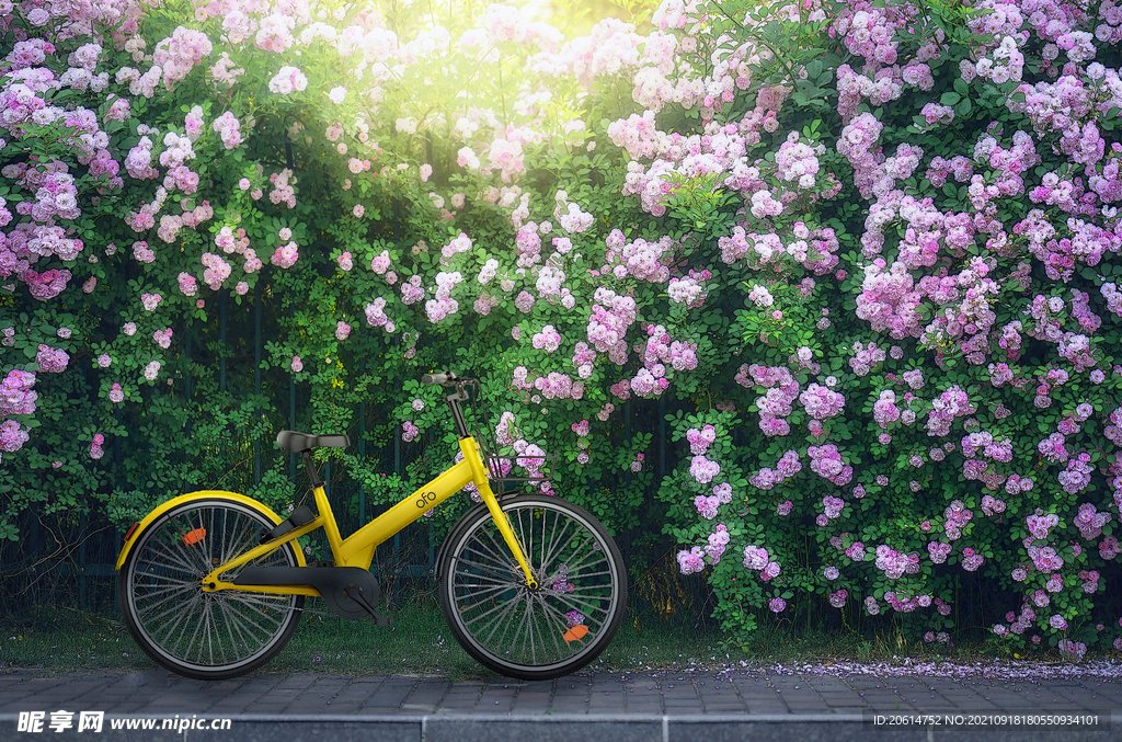 繁花似锦