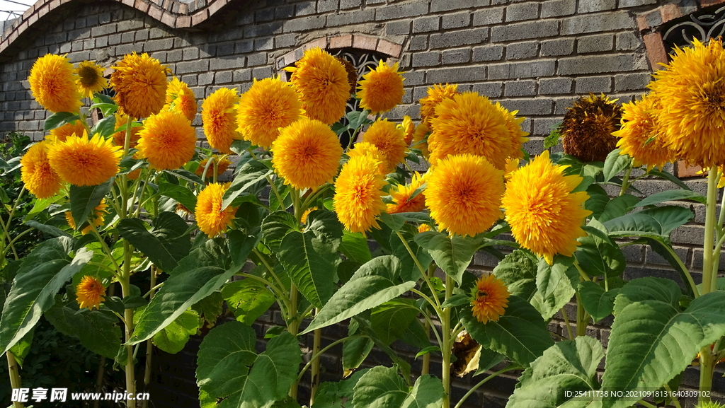 黃色葵花
