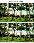 大海岸边的椰子树林沙滩视频