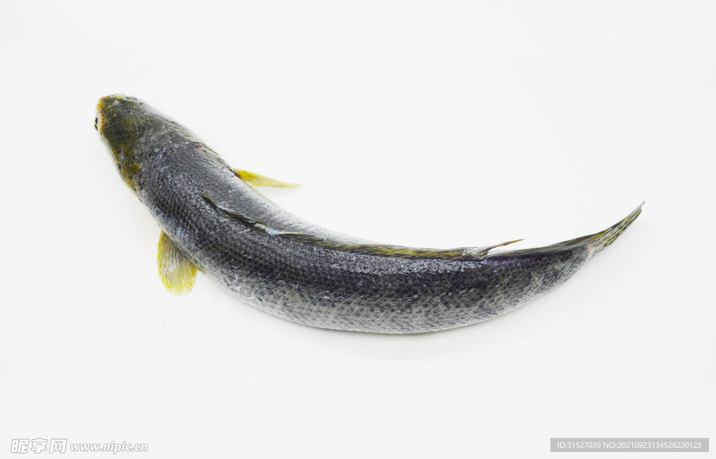 魚素材