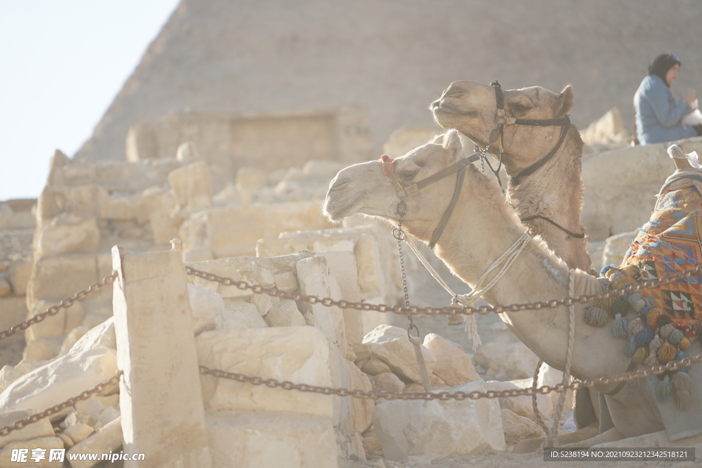 金字塔下的骆驼