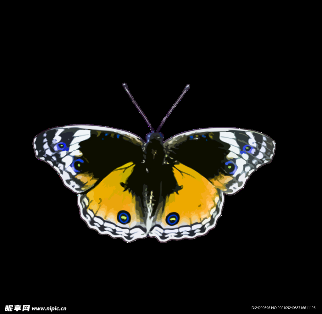 蝴蝶
