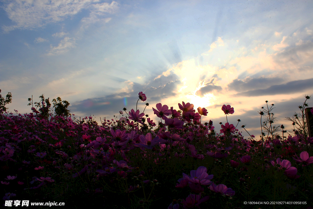 逆光花兒