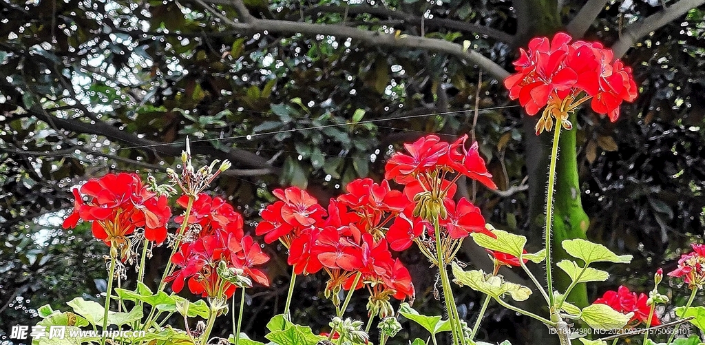 红花 海棠花