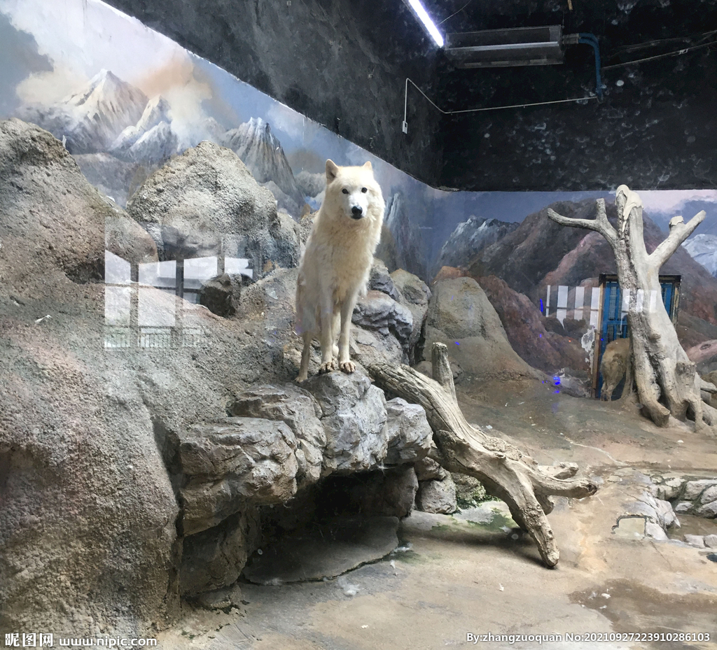 北極狼