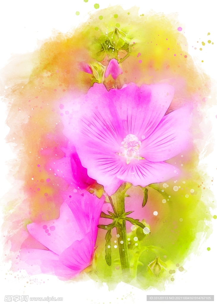 蜀葵 花卉