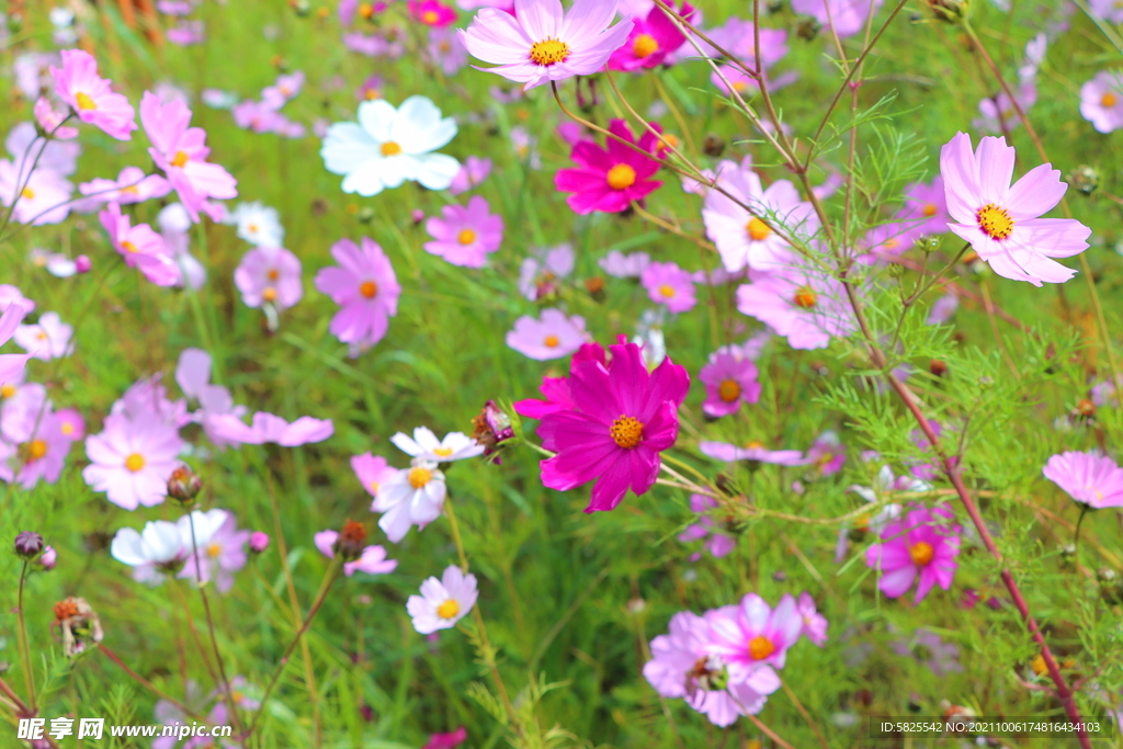 格桑花