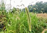 狗尾草