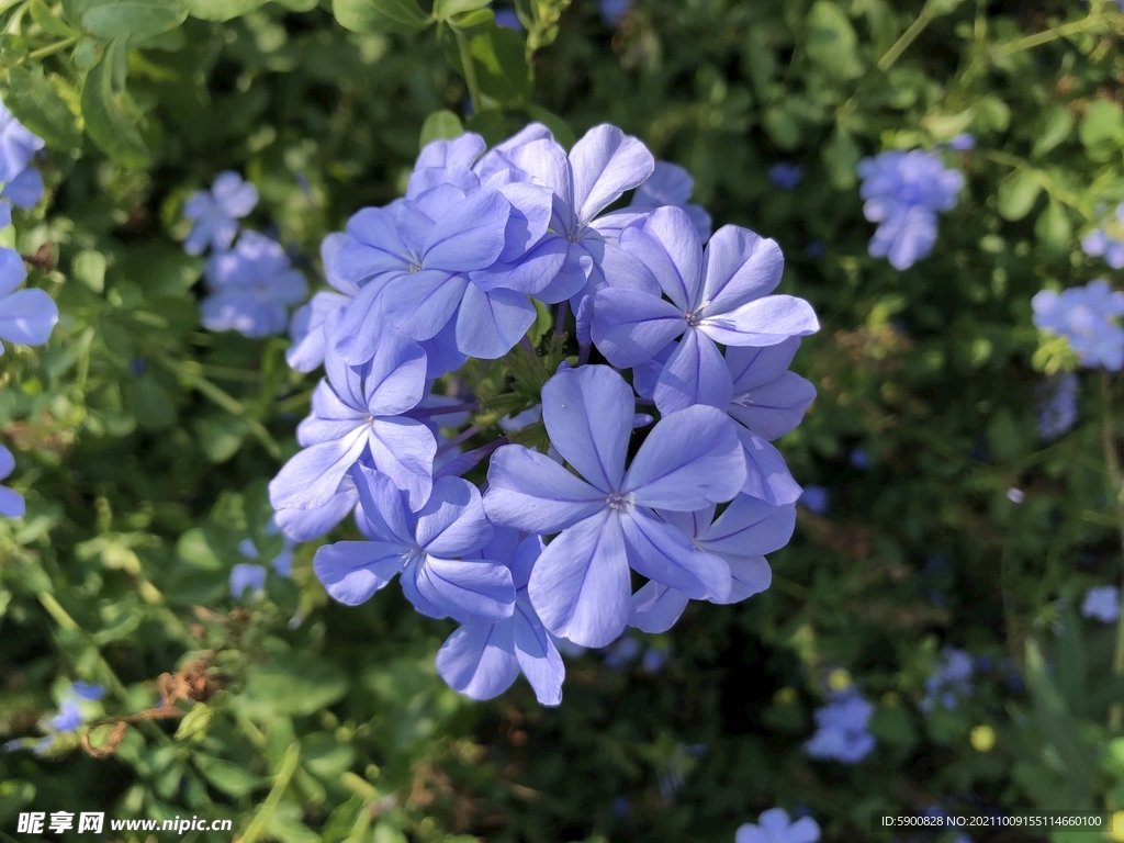 花