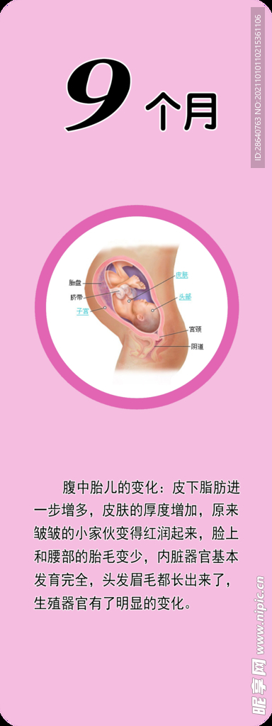 胎儿发育   9个月
