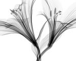 水墨黑白植物花设计广告背景素材