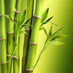 新鲜竹子图片