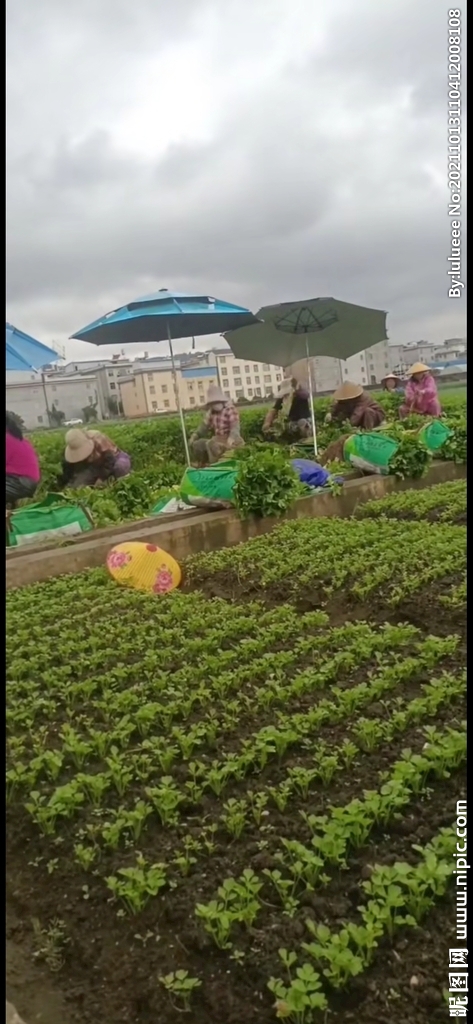 干農(nóng)活