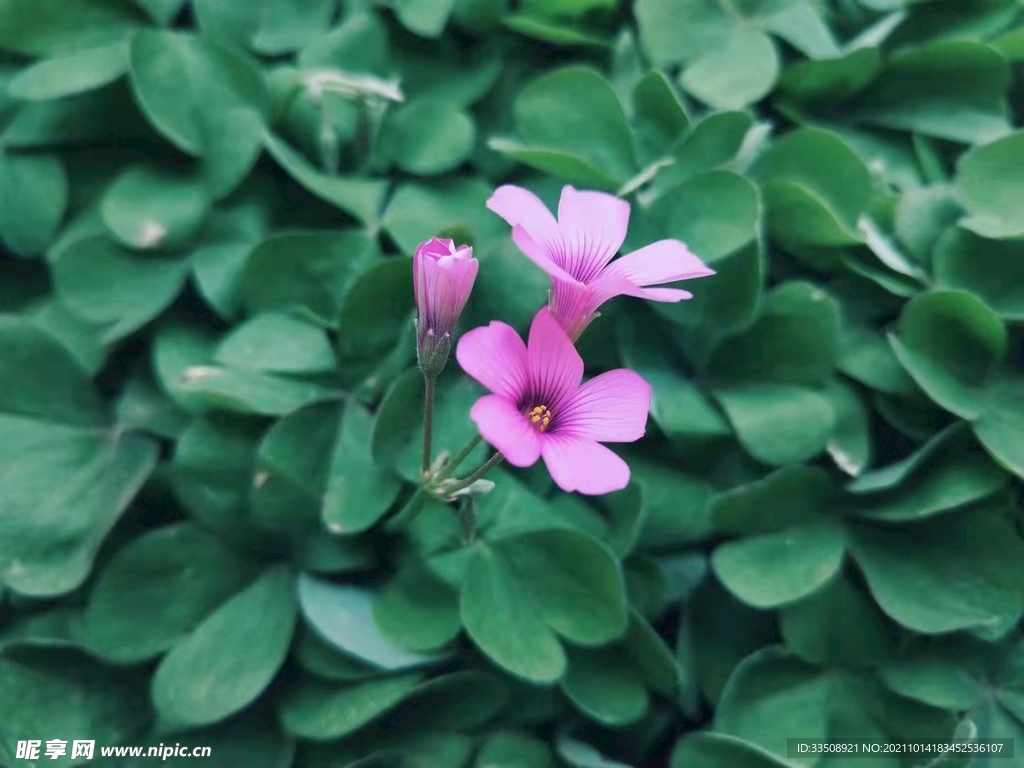 花