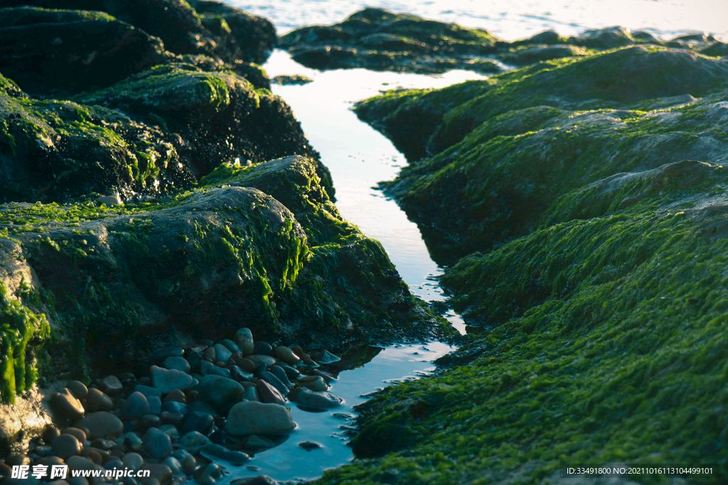 海边石头海藻光影水波