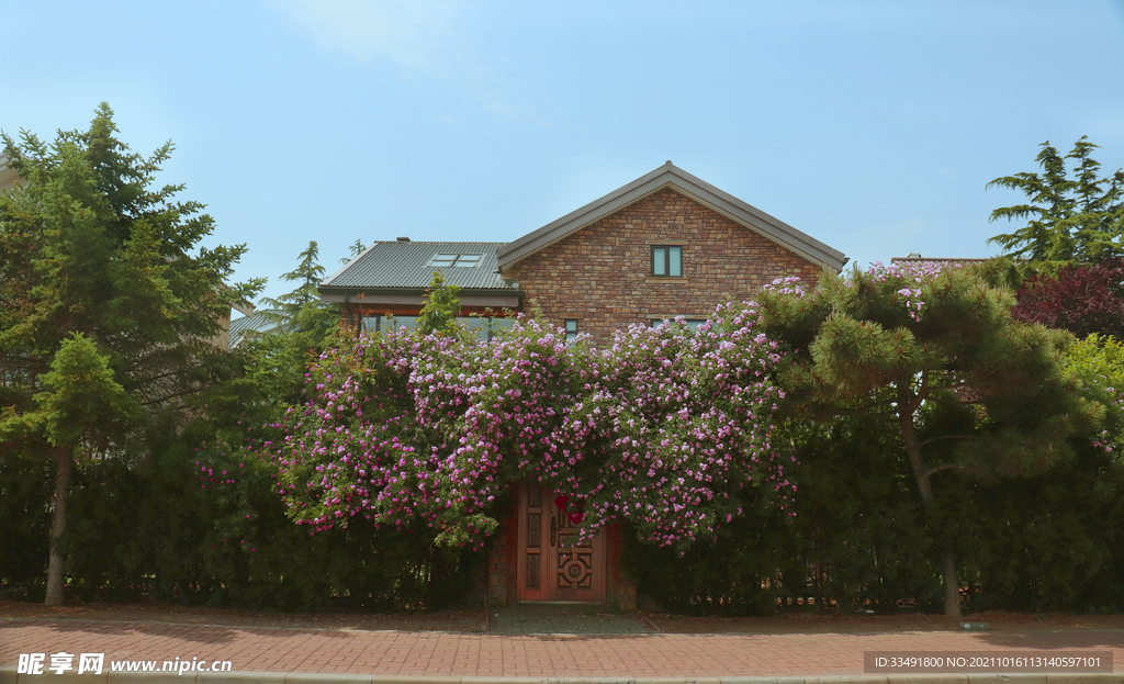 蔷薇花墙月季房子户外风景