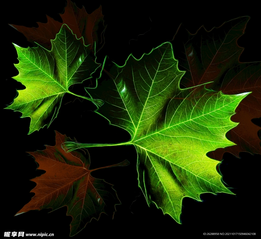 植物攝影圖