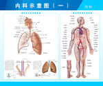 呼吸系统和血管系统剖视图.