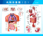 呼吸系统和消化系统剖视图
