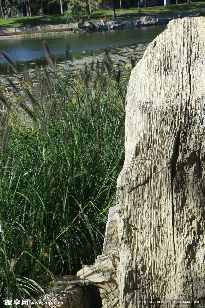 狼尾草 
