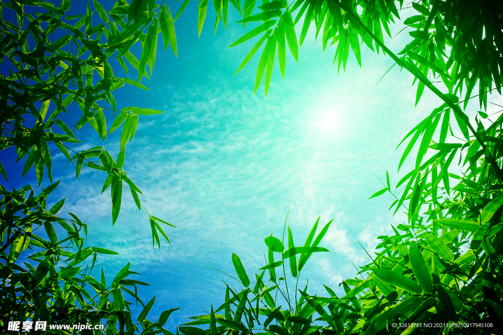 竹林天空幽夜靜謐