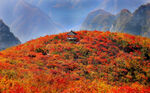 靳家嶺紅葉