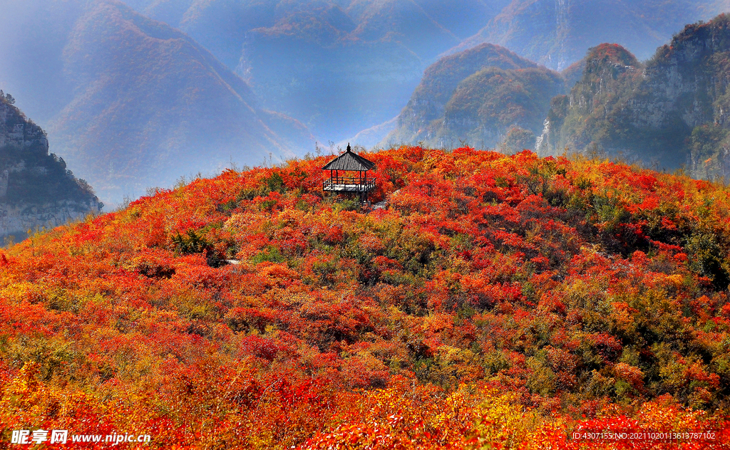 靳家嶺紅葉
