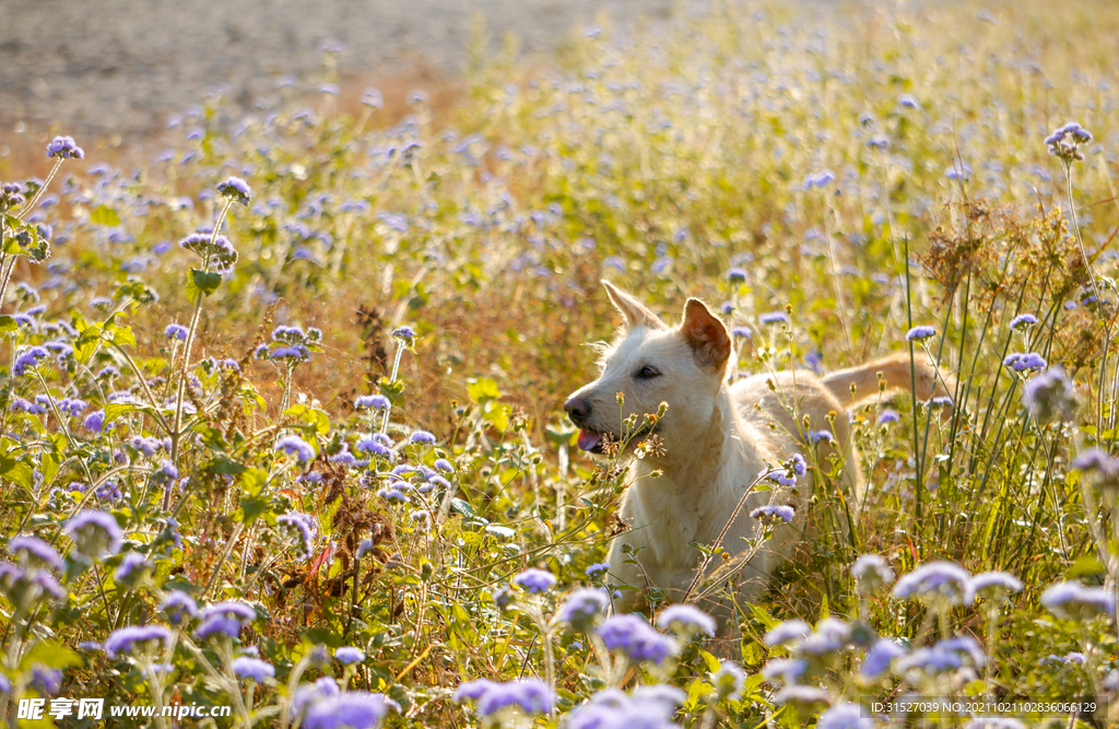 花丛中的狗狗摄影图