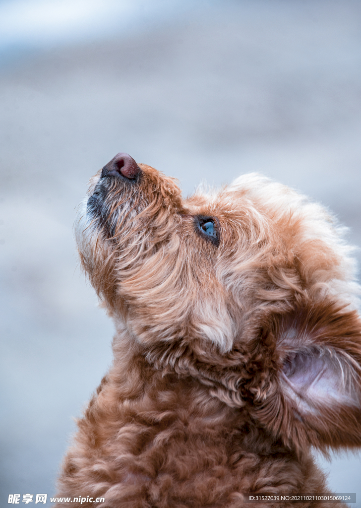 仰望天空的贵宾犬摄影图