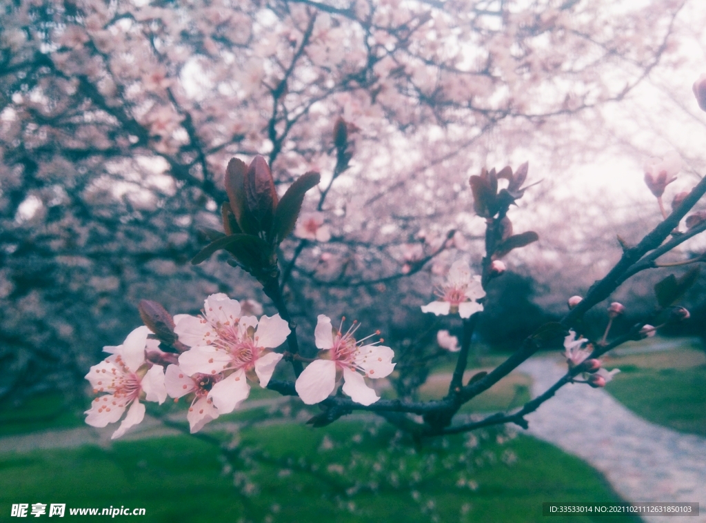 花