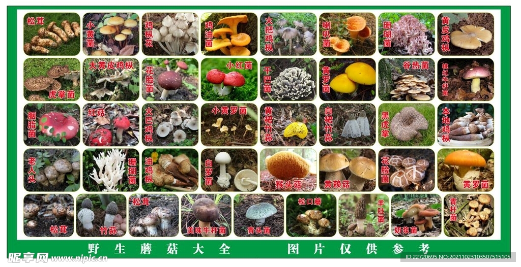 野生蘑菇图片大全