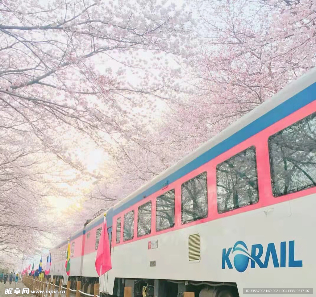 火車上的櫻花樹圖片