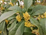 桂花