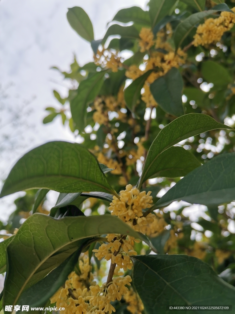 桂花