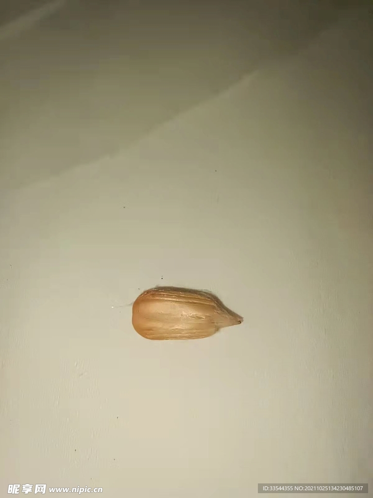 瓜子