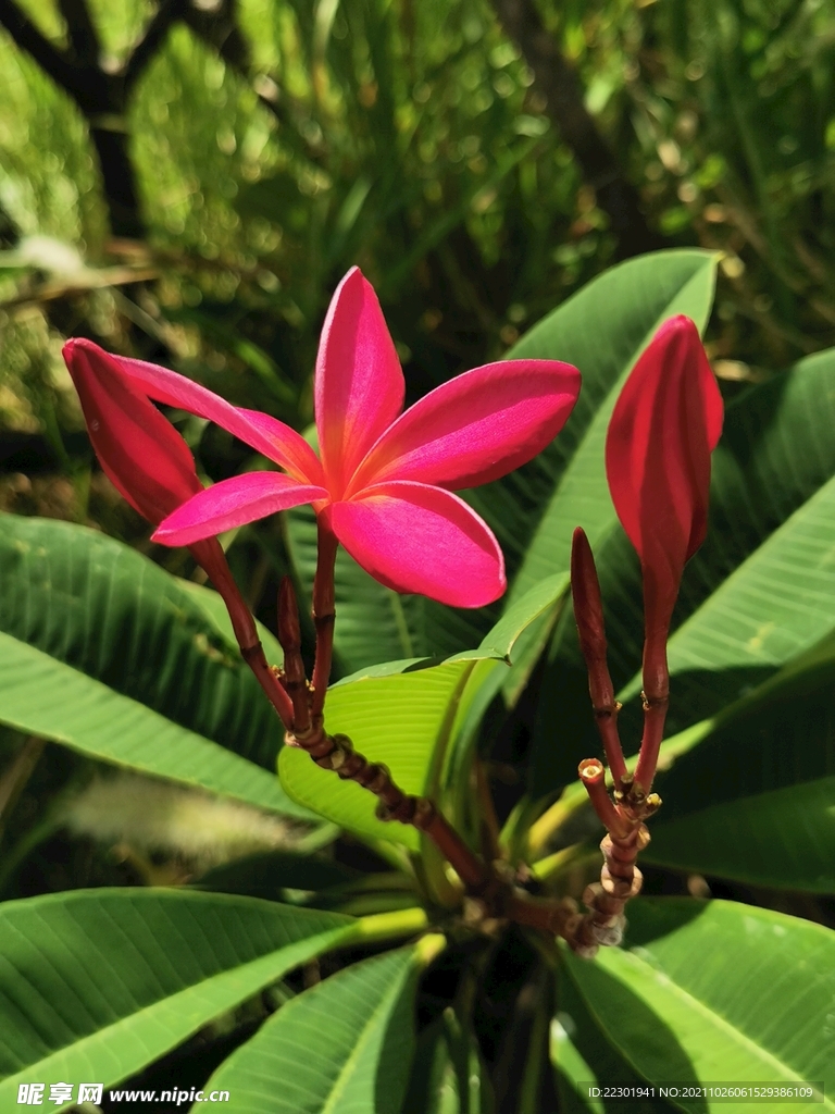 紅雞蛋花