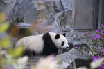 高清大熊猫摄影图片