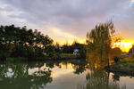 夕阳西下下的河边柳树