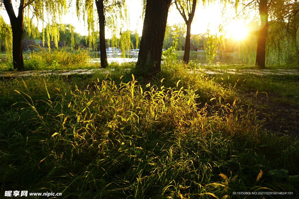 午后阳光下湖边的狗尾草草丛