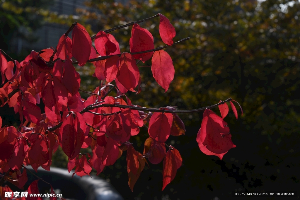 秋天的红色树叶
