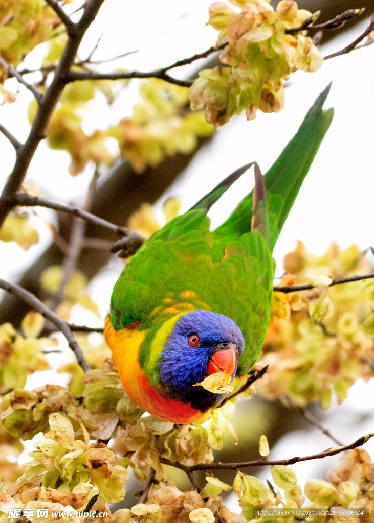 鳥類