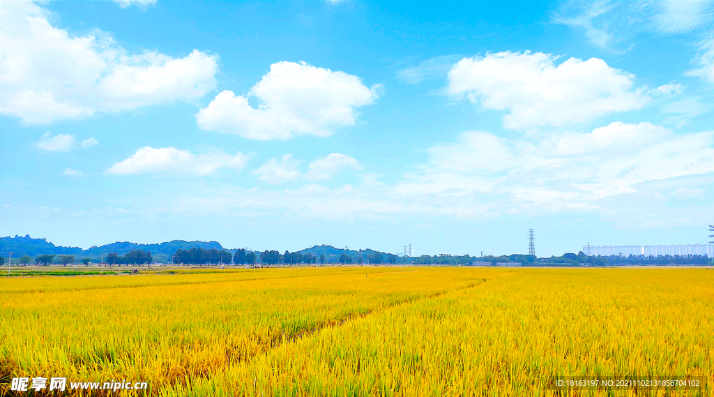 蓝天下的秋日稻田稻谷