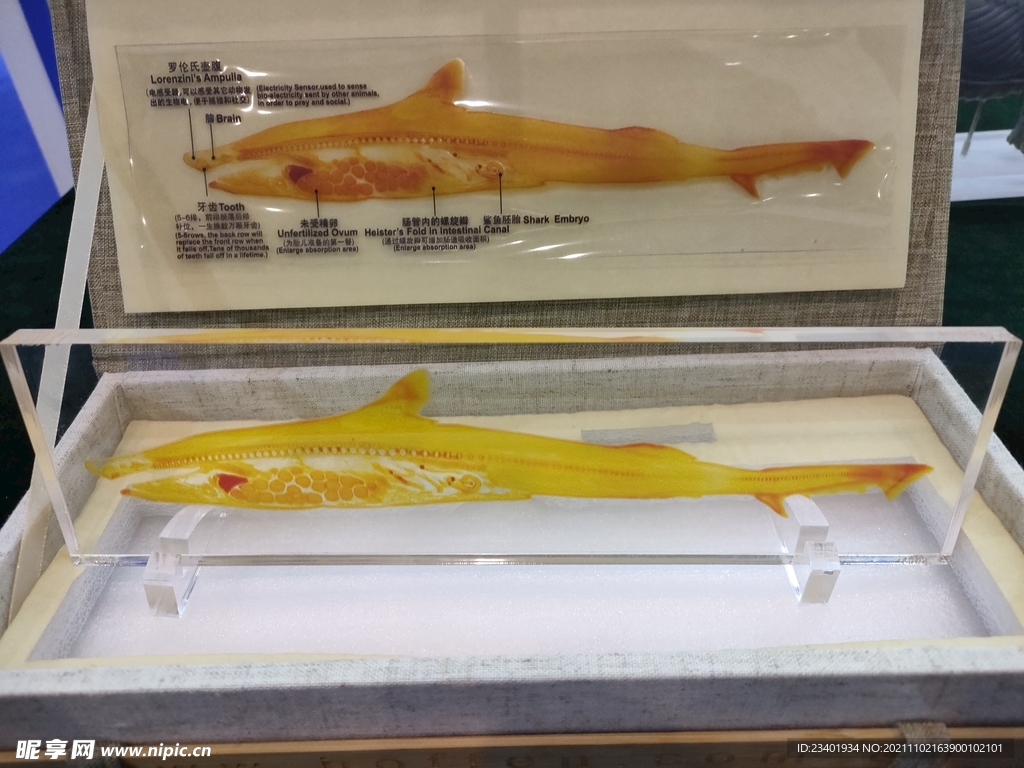 鱼类生物塑化标本生物科技展品