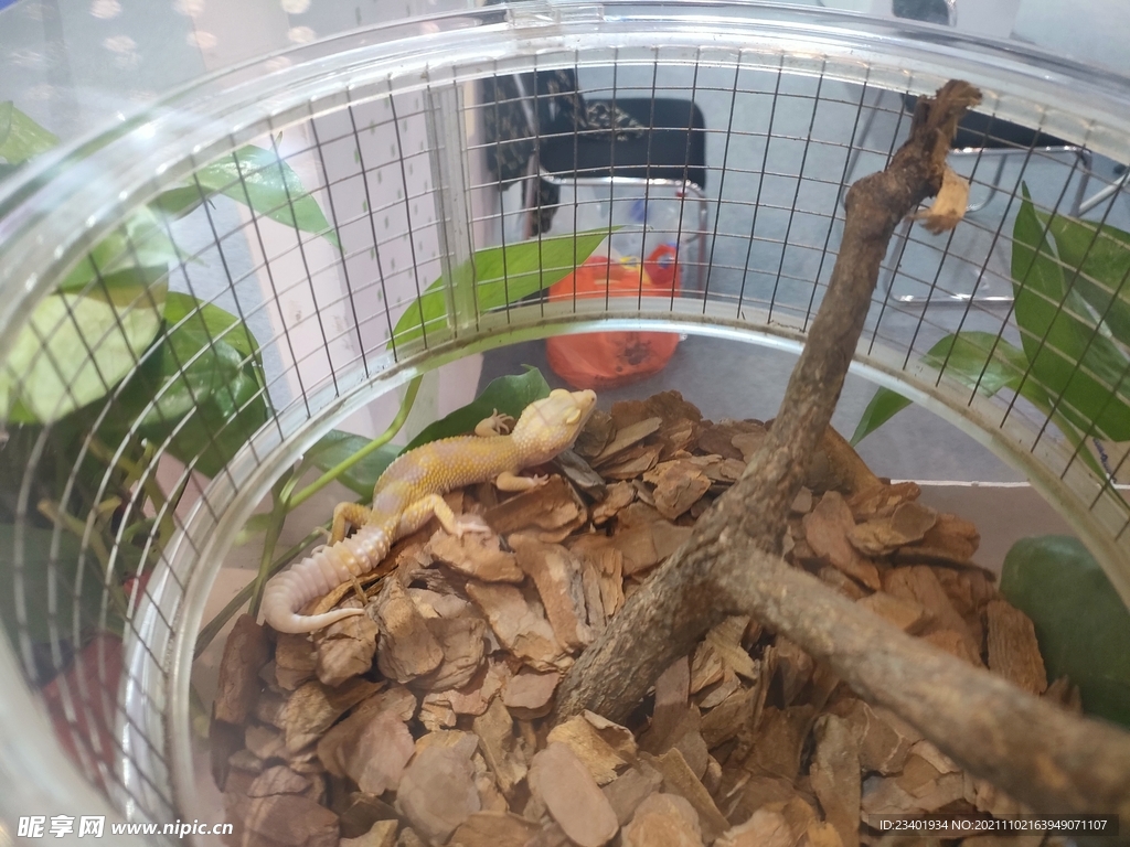 蜥蜴爬行類生物展會