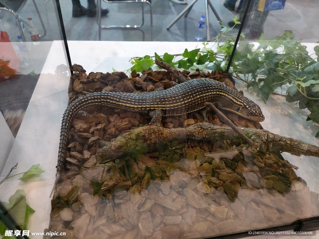 蜥蜴爬行類生物展