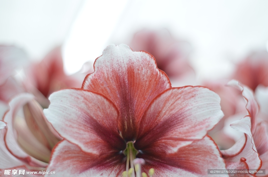 花朵高清圖