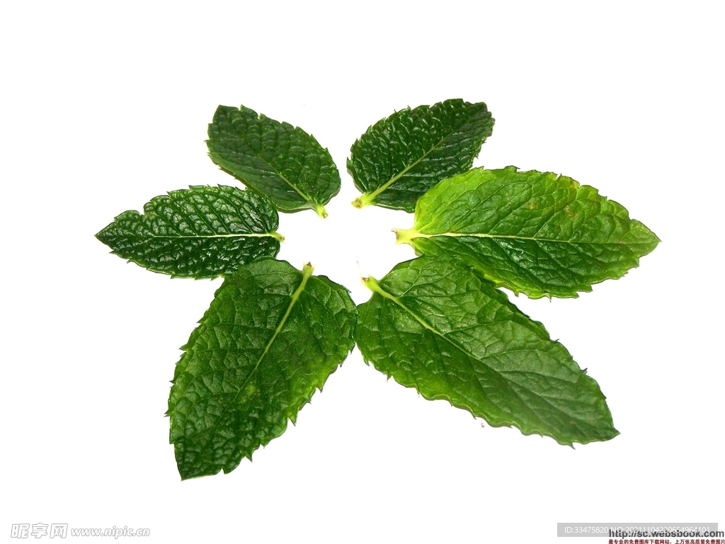 薄荷