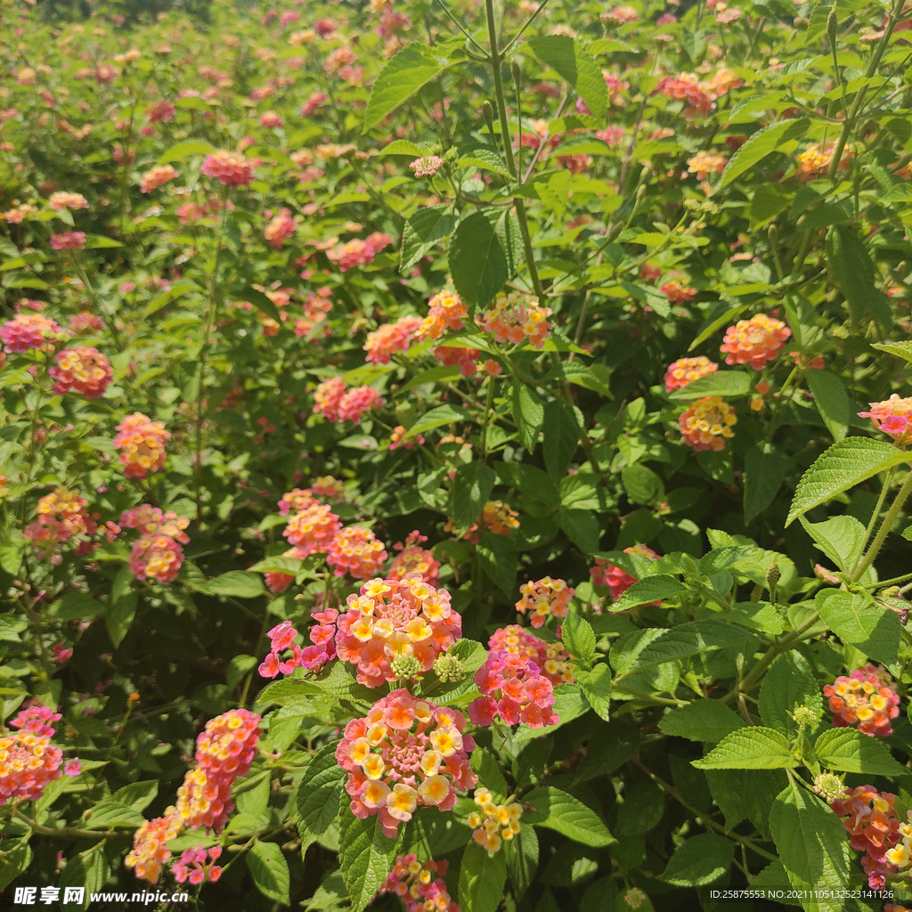 花花