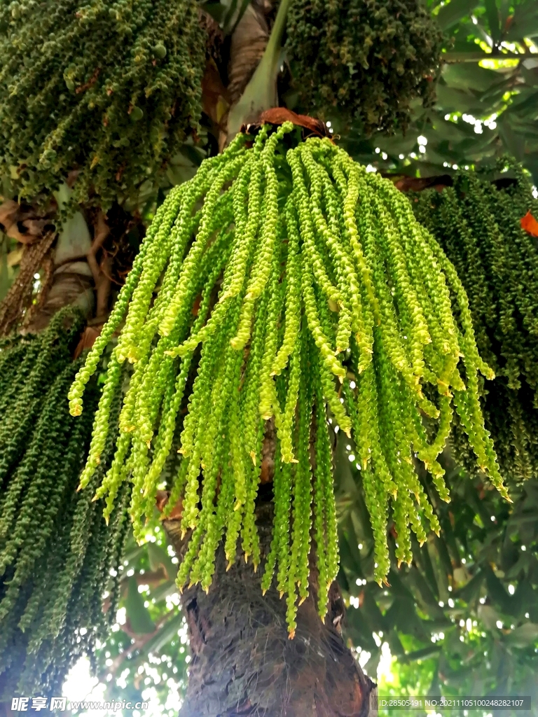 花朵果實